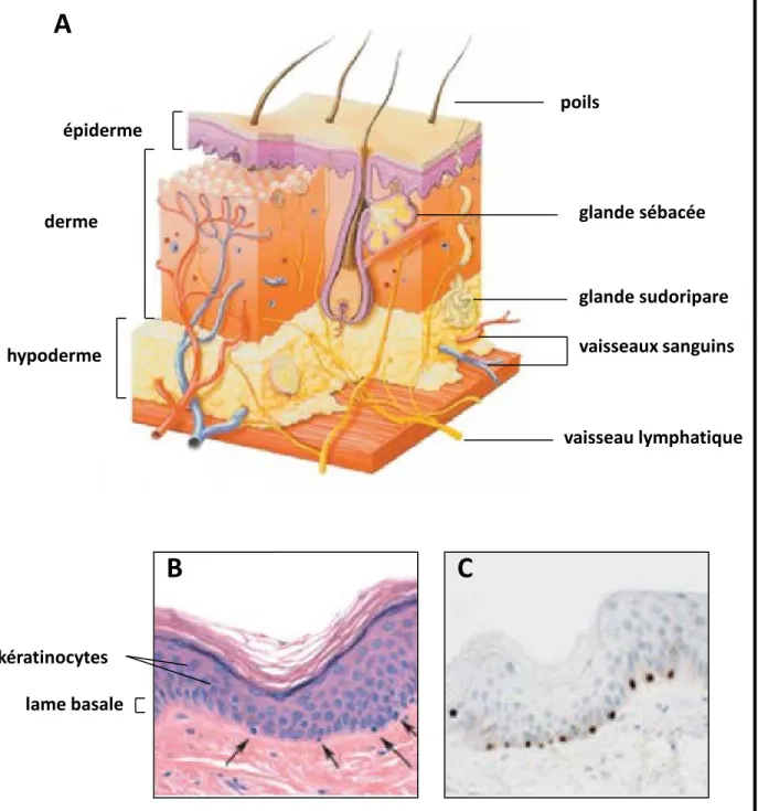 Figure 1. La peau, un « organe» visible qui fait face au milieu extérieur. 