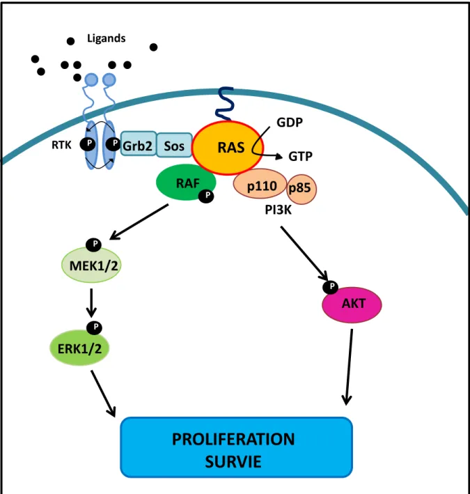 Figure  4.  La  voie  RTK-RAS  impliquée  dans  le  développement  et  la  progression des mélanomes