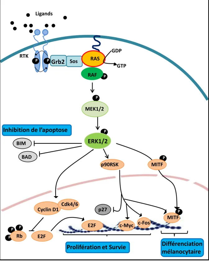 Figure 5. La voie de signalisation RAF-MAPK kinase-ERK. 