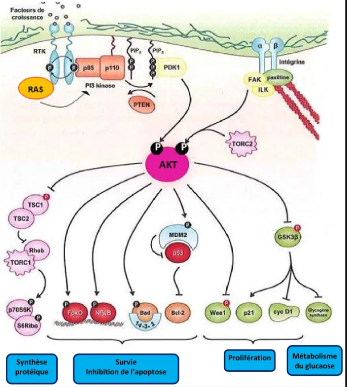 Figure 7. La voie de signalisation PI3K-AKT. 