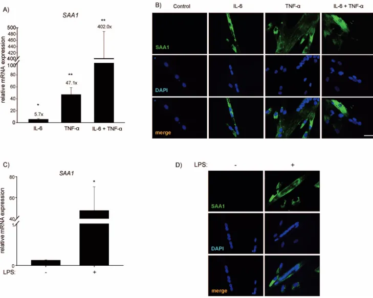 Figure 4. IL-6, TNF-a and LPS increased SAA1 expression and protein content in human skeletal muscle cells in vitro 