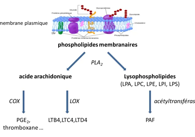 Figure 7 bis: Schéma de la synthèse des médiateurs inflammatoires lipidiques à partir de la  dégradation de la membrane plasmique