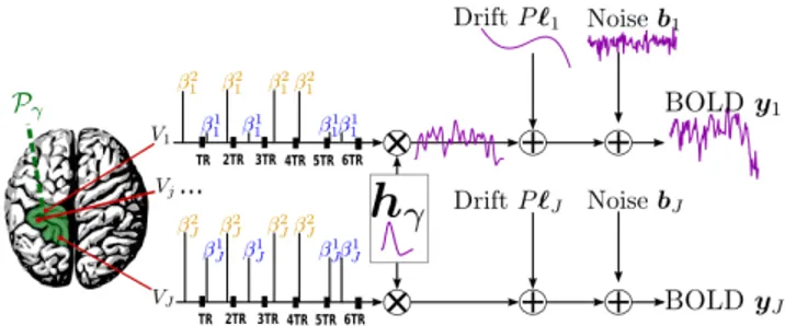 Fig. 2 . Regional model of the BOLD signal in the JDE frame- frame-work. The neural response levels a m j match with the BOLD effects β j m .