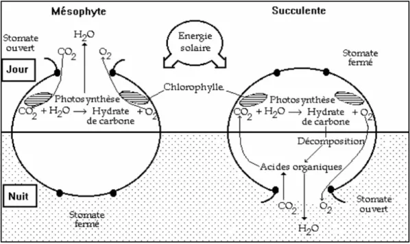 Figure 1 : Cycle photosynthétique des plantes de type CAM 