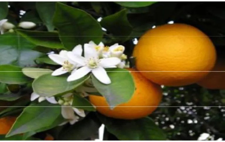 Figure n°0 4 : Feuilles, fleurs et fruits d’oranger (Hama et  Asloune  2016) 
