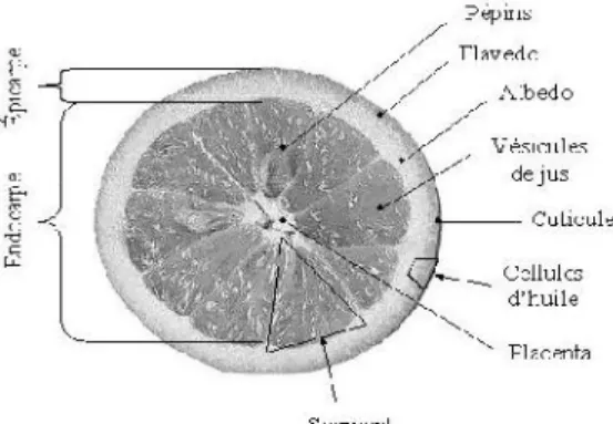 Figure n° 4: Caractéristiques morphologiques d’un citrus (Duan et al., 2014). 