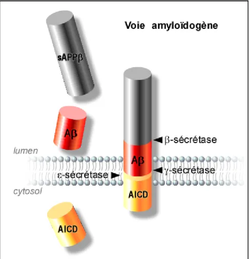 Figure 2: Maturation pathologique de la βAPP. 