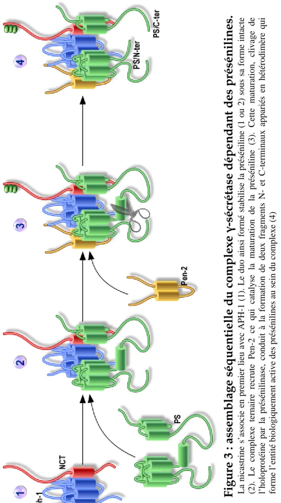 Figure 3 : assemblage séquentielle du complexe γ-sécrétase dépendant des présénilines