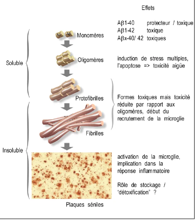 Figure 7 : Formation des plaques séniles. 