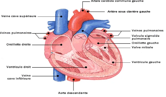 Figure -4- :  Le cœur. 