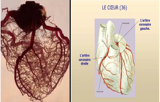 Figure -5- :  Artères coronaires. 