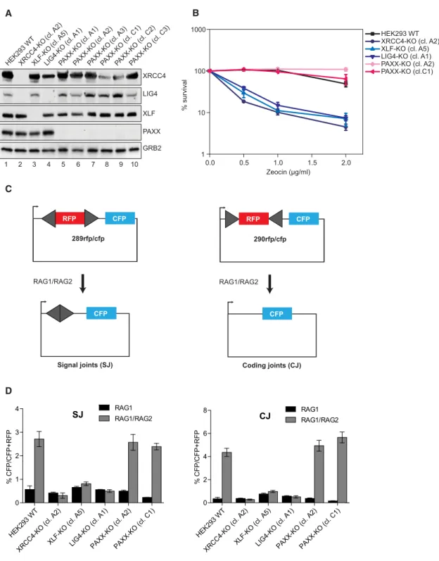 Figure 5. PAXX Is Dispensable for NHEJ in Human Cells