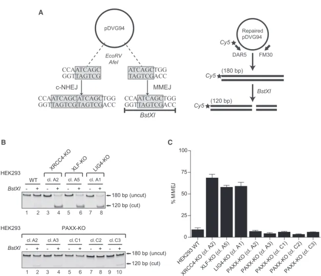 Figure 6. The Balance between c-NHEJ and a-NHEJ Is Normal in PAXX-Ablated Cells