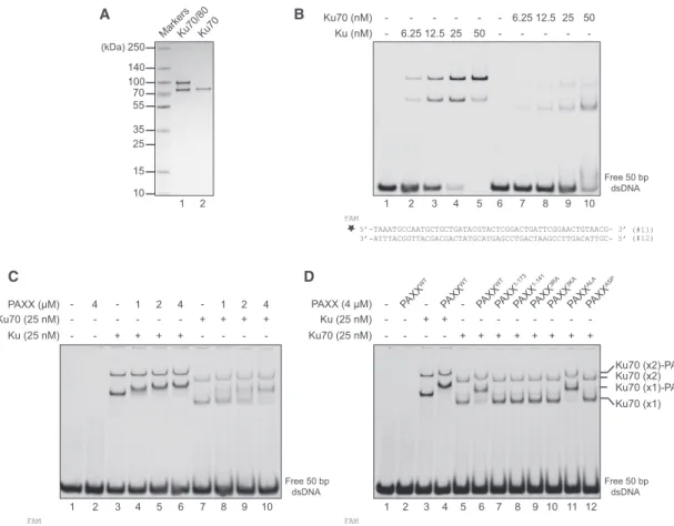 Figure 3. PAXX Super-Shifts DNA-Bound Ku70