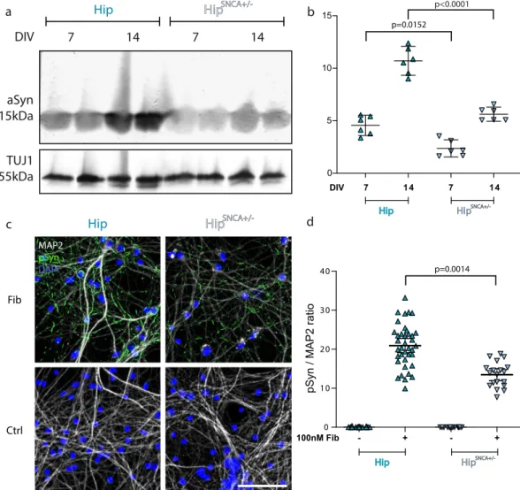 Figure 5.  Decreased aSyn Fibrils seeding propensity upon reduction of endogenous aSyn expression levels