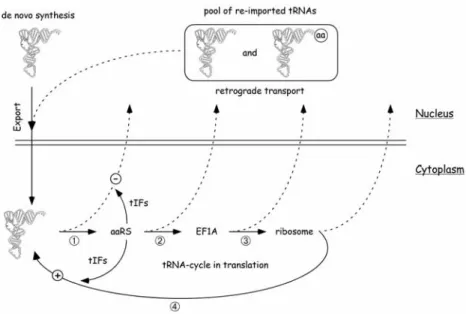 Fig. 9 A schematic view of tRNA shuffling between the nuclear and cytoplasmic compartments