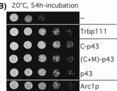 Fig. 3 Expression of tIF domains of different origins improves the growth of arc1 – mes1 – (ScMetRS) strain