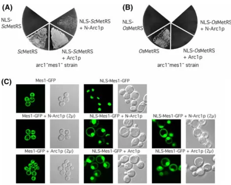 Fig. 7 N-Arc1p keeps ScMetRS in the cytoplasm and restores cell viability. (Panels A, B) arc1 – mes1 – strain was transformed by a plasmid expressing ScMetRS or NLS-ScMetRS (panel A), or by a plasmid expressing OsMetRS, or NLS-OsMetRS (panel B).