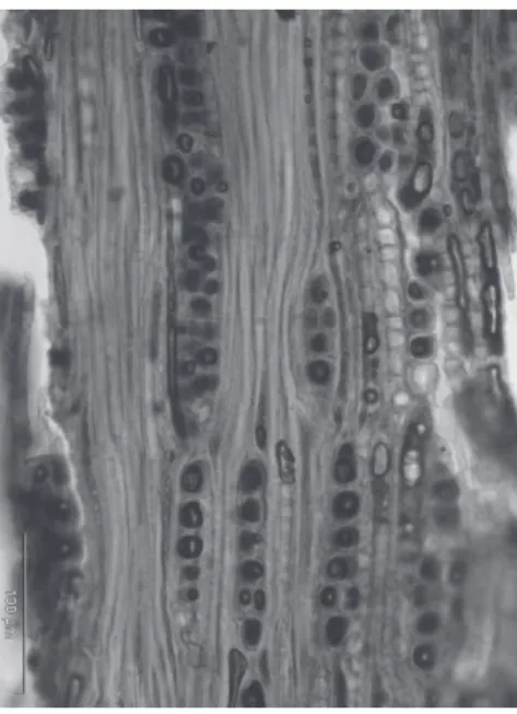 Fig. 2: Transverse wood  section at x50 magnification  diagnostic of African blackwood 