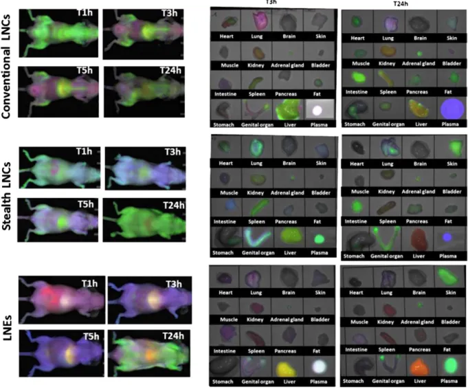 Fig. 6. In vivo and ex vivo biodistributions of FRET-LNCs (conventional LNCs), FRET OS LNCs (stealth LNCs) and LNEs