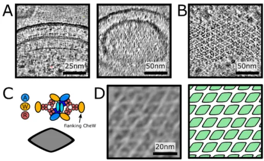 Figure 2. Direct visualisation of a p2 organisation of core-signalling units in an E. coli minicell  strain