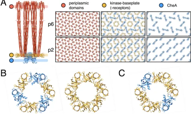 Figure 3. Schematics and models of p6 and p2 chemosensory array architectures. (A) Simplified schematics of p6 (top, blue) and p2 (bottom, green) array architectures with each diamond representing a CSU