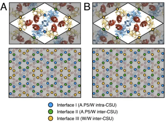 Figure 5. Assembly interfaces of p6 and p2 chemosensory array architectures. (A) The p6 array  architecture