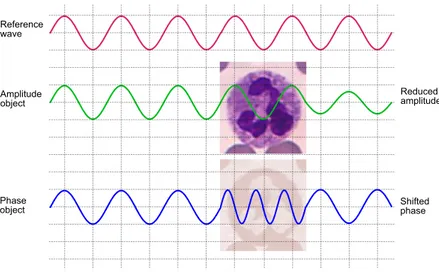 Figure 2.2: Amplitude and phase objects. Middle: amplitude object. Bottom: phase object.