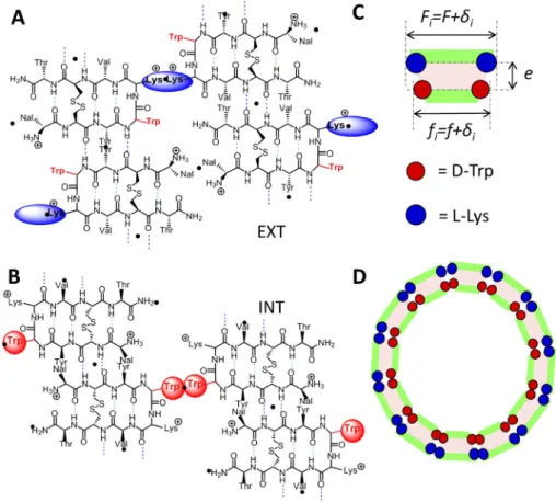 Figure 1. Molecular packing of the lanreotide peptide in the nanotube walls and corresponding geometrical model based on the simpli ﬁ ed projection of the unit cell