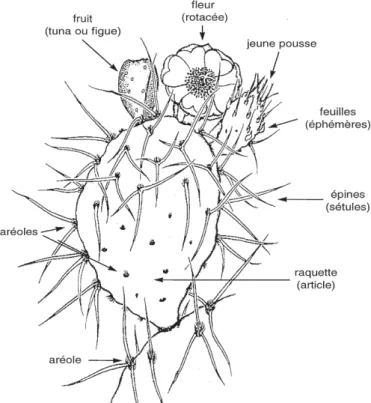 Figure 6 : Détail de l’Opuntia Ficus-indica Miller (Nopal)  (D’après Theodor Morgan Bock) 