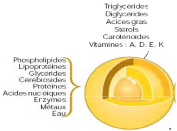 Figure 03:  Composition de la matière grasse du lait (BYLUND, 1995) 