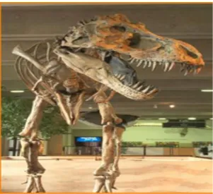 Figure 1. 10 : Le Field Museum de Chicago  affiche un fossile d'une Tyrannosaurus rex