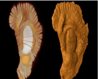 Figure  1.29 : Annularia stellata Petits  feuille de calamites   Source :www.fossilmall.com     Figure  1.30 : cephalopode   Source :www.fossilmall.com    