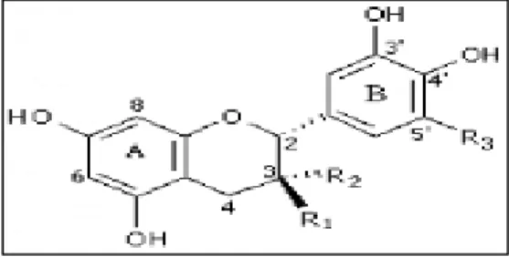 Fig. N°11 : Structure chimique des tanins condensés (Guignard, 1996). 