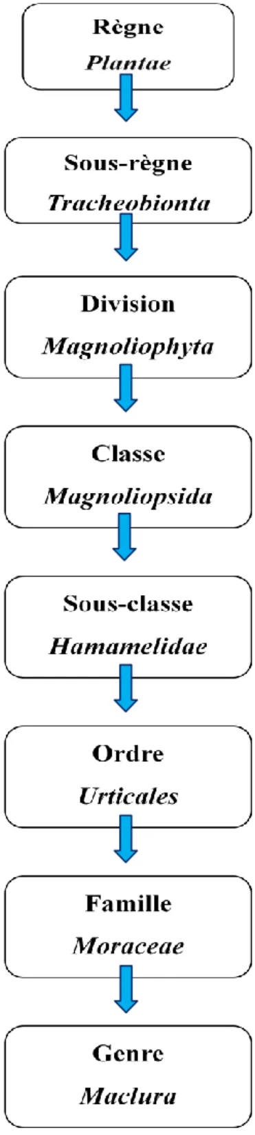 Figure 5 : Classification de l’espèce Maclura Pomifera  ( Raf. Schneid) 