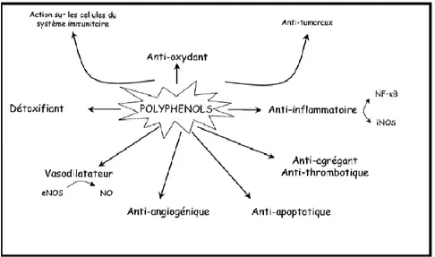 Figure 11: Effets biologiques des polyphénols (Martin et Andriantsitohaina, 2002).