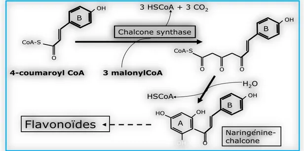Figure 14: Molécule de chalcone, premier composé produit dans la voie de biosynthèse des  flavonoïdes (Morot-Gaudry, 2012)