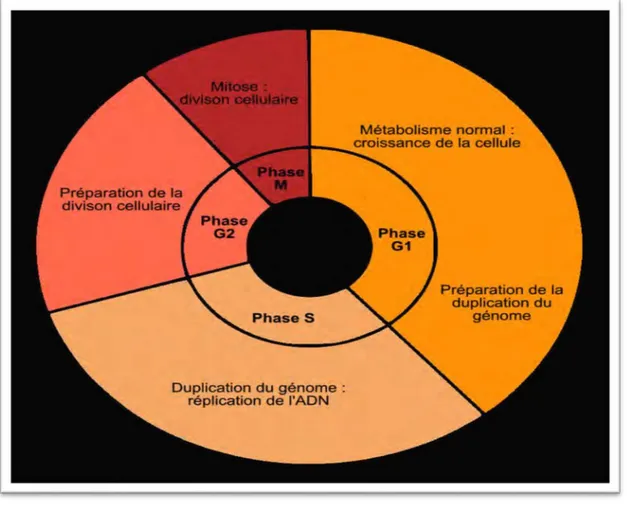 Figure 01: Les différentes étapes du cycle cellulaire (Hadrien, 2015). 