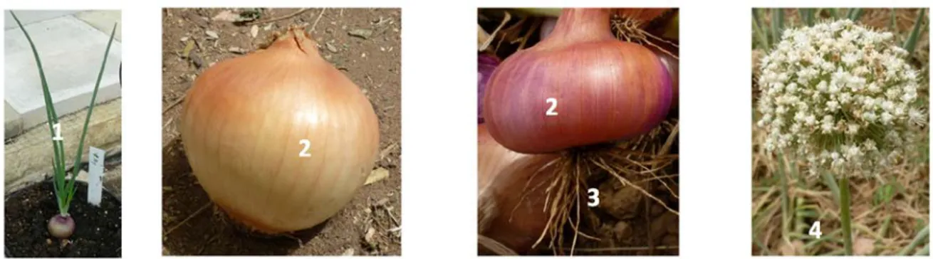 Figure 04: Les différentes parties de la plante d’oignon — The different parts of the onion