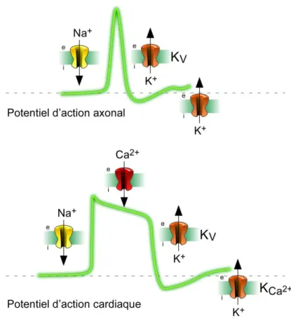 Figure 2 : Les courants ioniques impliqués dans la genèse des potentiels d’action. 