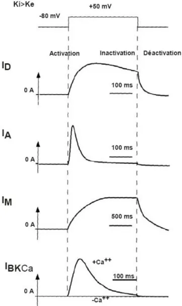 Figure 3 : Cinétiques d’activation, d’inactivation et de déactivation des canaux potassiques  dépendant du potentiel
