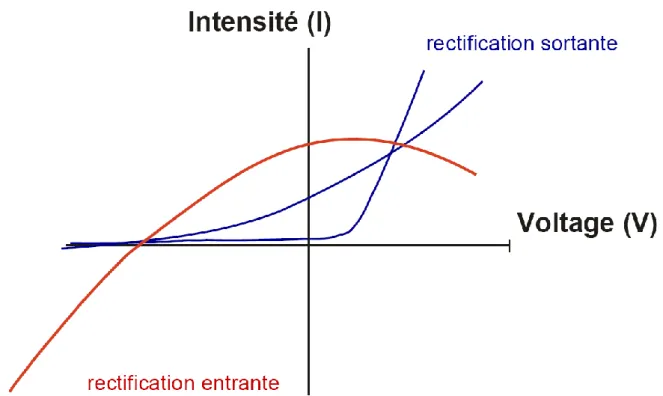 Figure 4 :  Courbes  représentant  l’intensité  en  fonction  du  voltage  (I/V)  des  courants  à  rectification sortante et entrante
