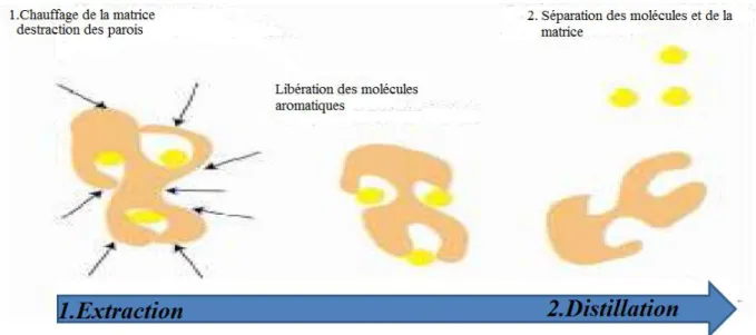 Figure III.9: Les étapes de l’extraction des huiles essentielles. [1]. 