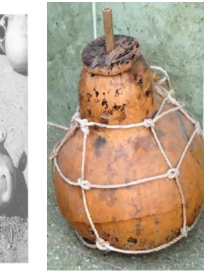 Fig. 8. Calebasse- courge.