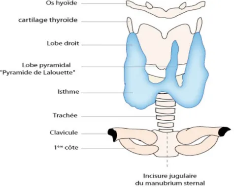 Figure 01. Anatomie de la thyroïde.(Brouet, 2011) 