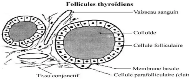 Figure 02. Structure schématique d'un follicule thyroïdien (Brouet, 2011) 