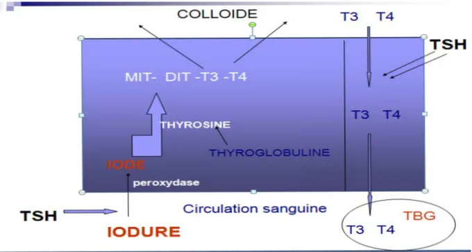 Figure 03. Synthèse des hormones thyroïdienne (Brouet, 2011) 