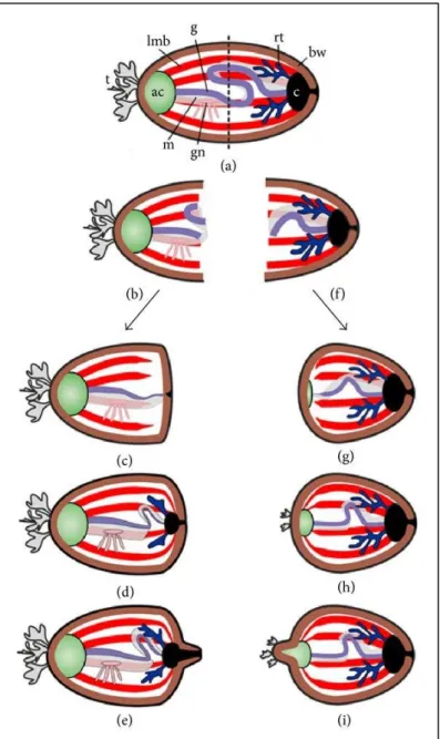 Figure  6.  Schéma  de  régénération  des  organes  internes  après  la  fission  chez  les  holothuries(a) Animal avant la fission