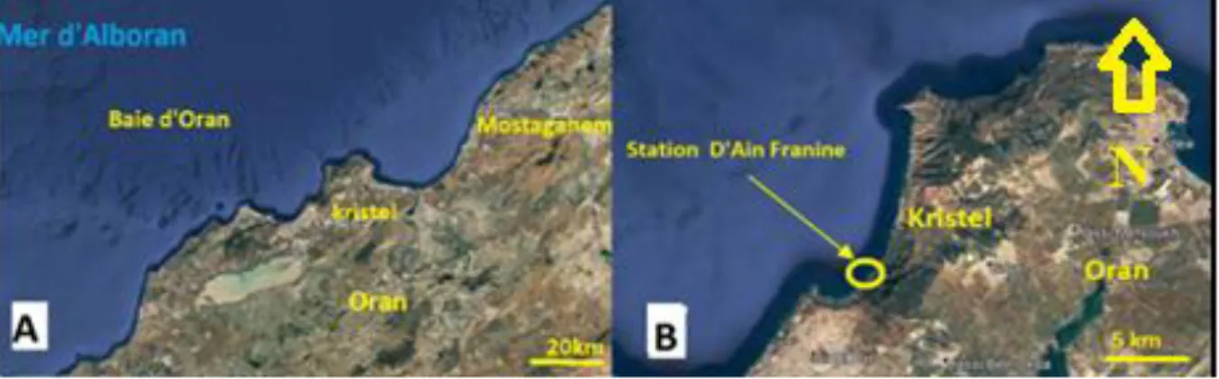 Figure  18.  Localisation  du  site  d’échantillonnage,  A  présentation  de  la  baie  d’Oran,  B