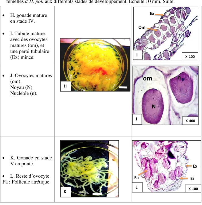 Tableau 7. Description des caractéristiques microscopique et macroscopique des gonades  femelles d’H